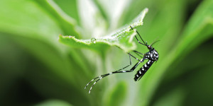 In the green on the leaves of aedes albopictus